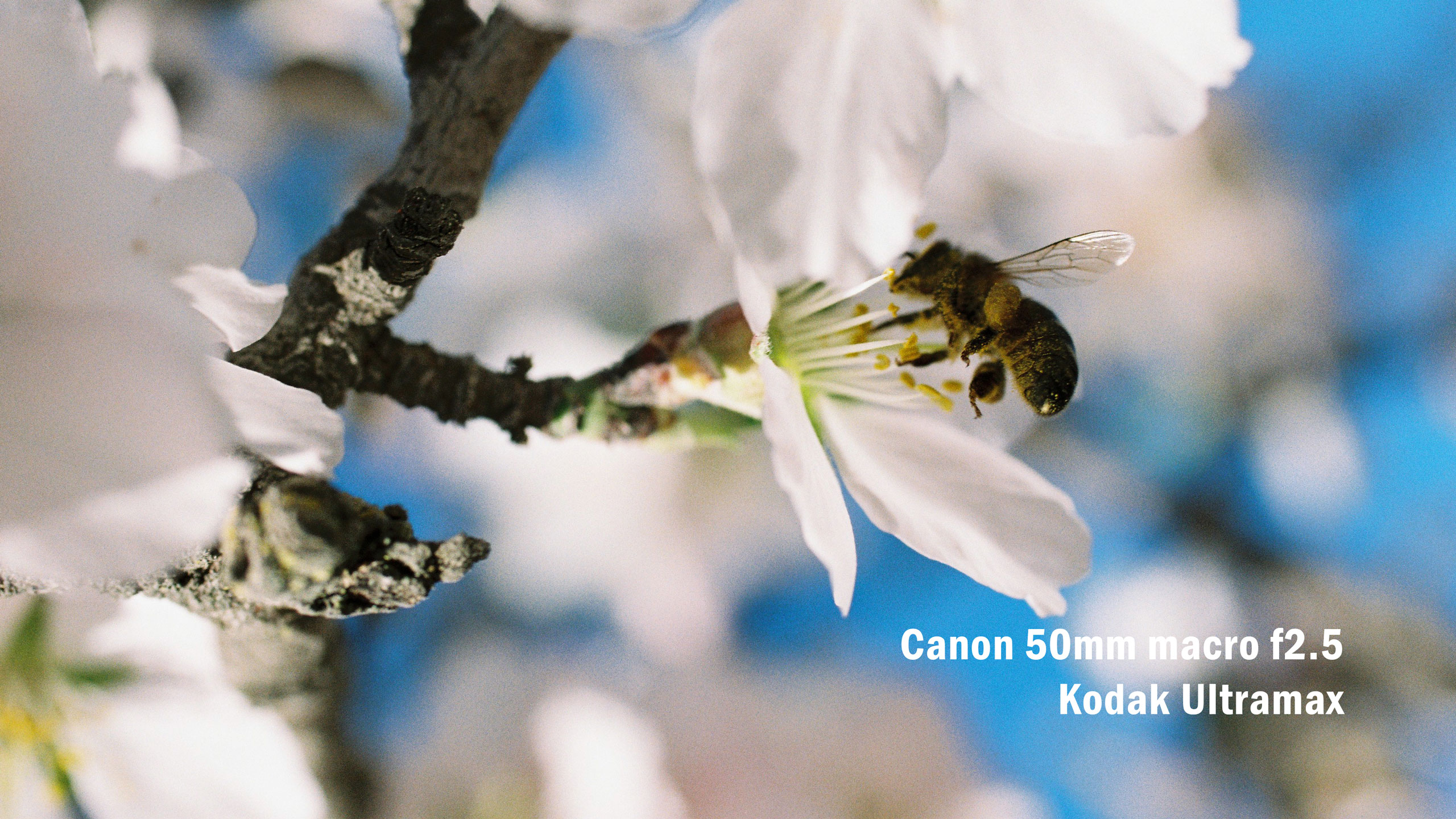 fotografia analogica Cuarto Color lab